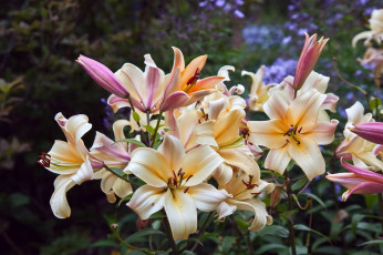 Картинка цветы лилии +лилейники сад