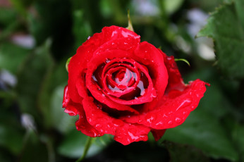 Картинка цветы розы капли