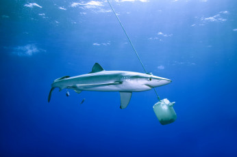 обоя животные, акулы, океан, акула