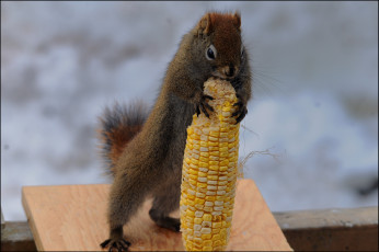 Картинка животные белки белка