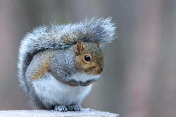 Картинка животные белки белка