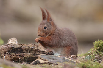 Картинка животные белки белка