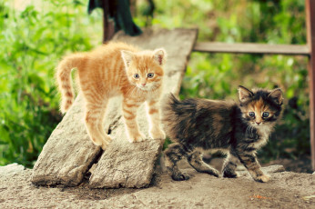 Картинка животные коты котейки