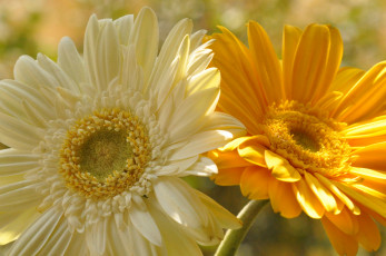 Картинка цветы герберы