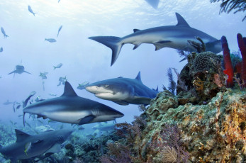 Картинка животные акулы океан акула