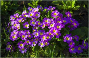 Картинка цветы примулы яркий