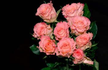 Картинка цветы розы розовый