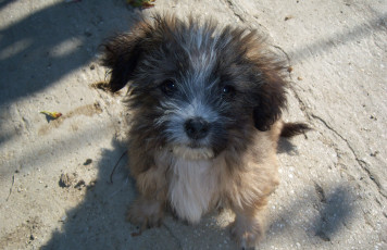 Картинка животные собаки пушистик