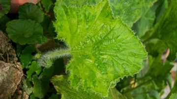 Картинка природа листья лист