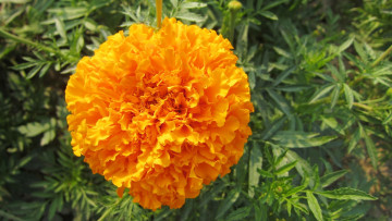 Картинка цветы бархатцы оранжевый