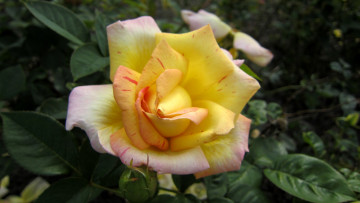 Картинка цветы розы крапинки