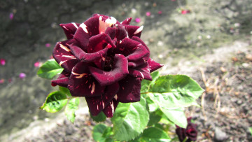 Картинка цветы розы лепестки