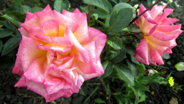 Картинка цветы розы лепестки