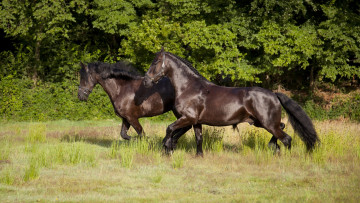 Картинка животные лошади пара