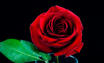 Картинка цветы розы макро