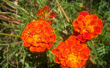 Картинка цветы бархатцы рыжие трио