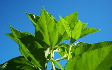 Картинка природа листья листики