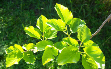 Картинка природа листья зелень