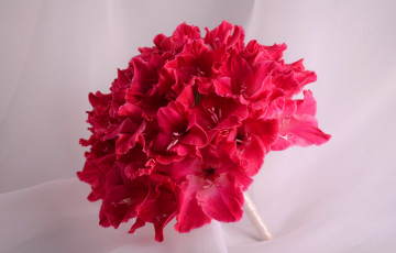 Картинка цветы гладиолусы букет гладиолус