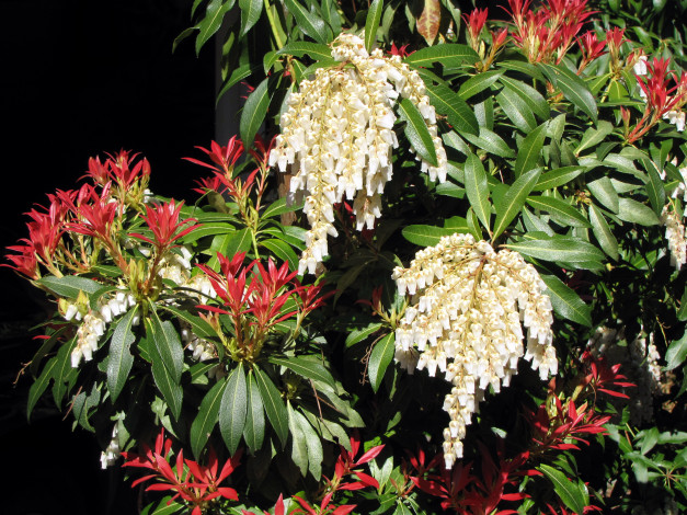 Обои картинки фото цветы, цветущие деревья ,  кустарники, красный, белый, куст