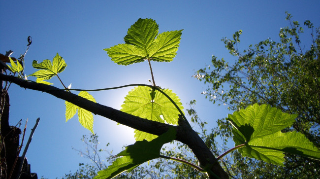 Обои картинки фото природа, листья