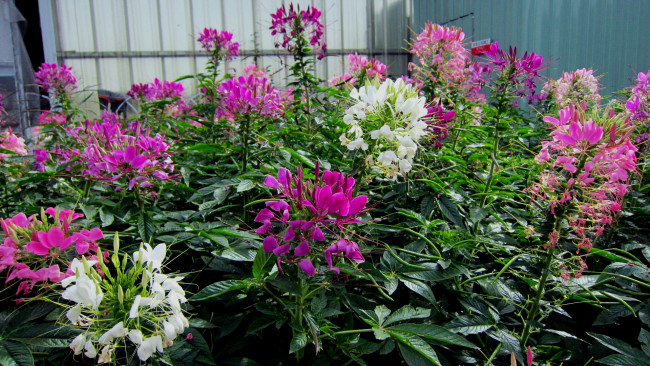 Обои картинки фото цветы, клеомы, белый, розовый