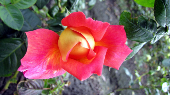 Обои картинки фото цветы, розы, бутон