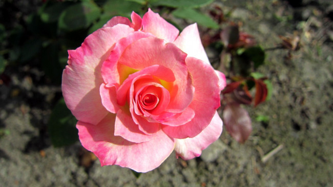 Обои картинки фото цветы, розы, розовый