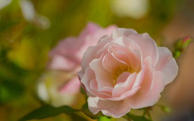 Обои картинки фото цветы, розы, макро, лепестки