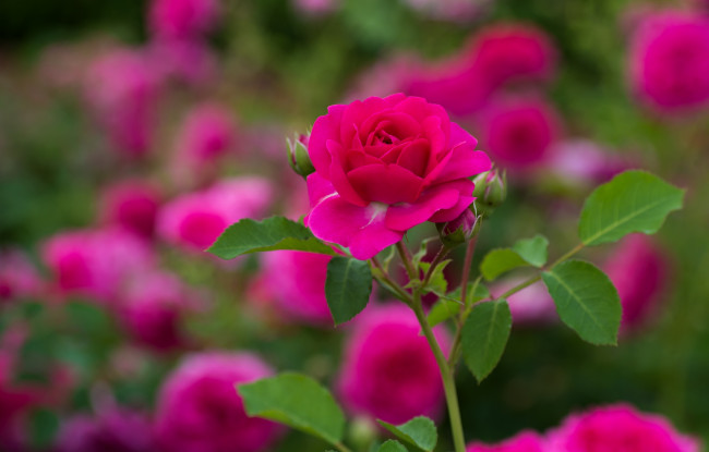 Обои картинки фото цветы, розы, розовый