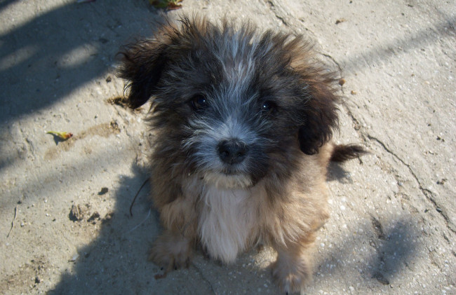 Обои картинки фото животные, собаки, пушистик