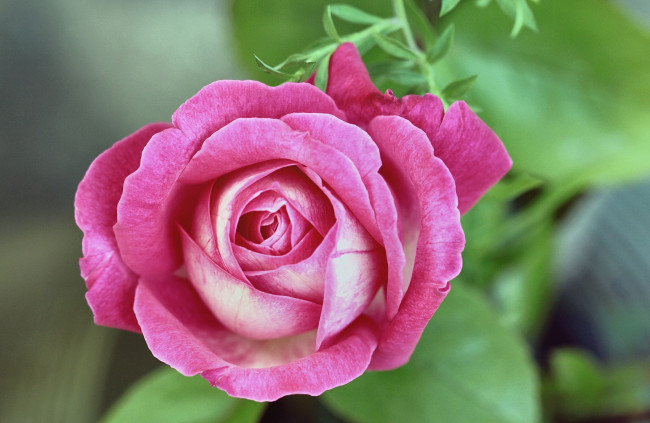 Обои картинки фото цветы, розы, макро, бутон