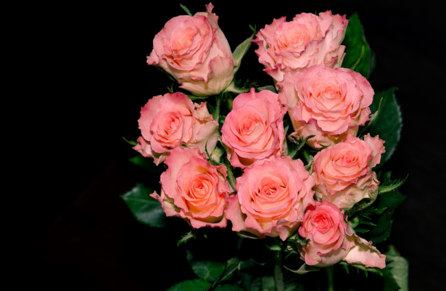 Обои картинки фото цветы, розы, розовый