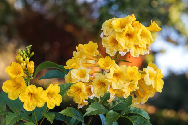 Обои картинки фото цветы, кампсис , текома, желтый