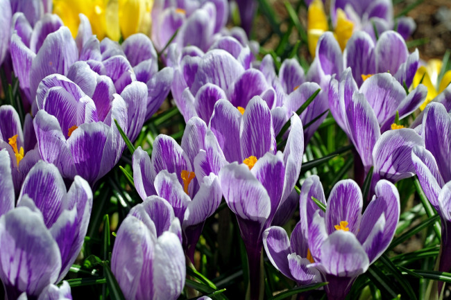 Обои картинки фото цветы, крокусы, бутоны