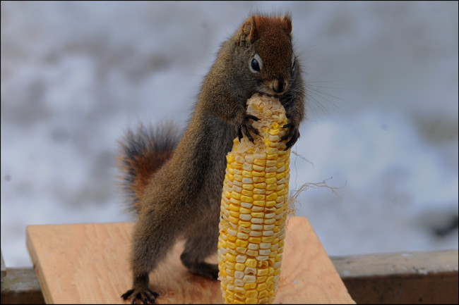 Обои картинки фото животные, белки, белка