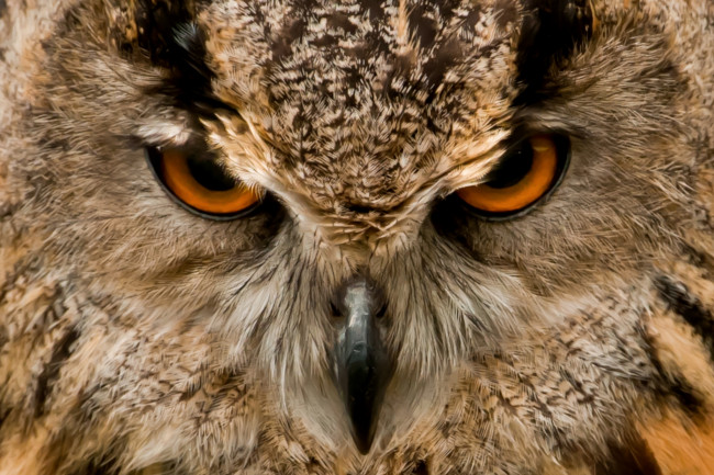 Обои картинки фото животные, совы, глаза