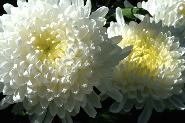 Обои картинки фото цветы, астры, макро