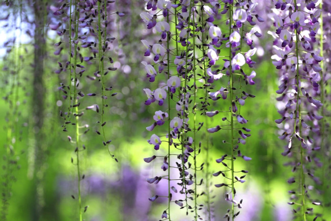 Обои картинки фото цветы, глициния, вистерия