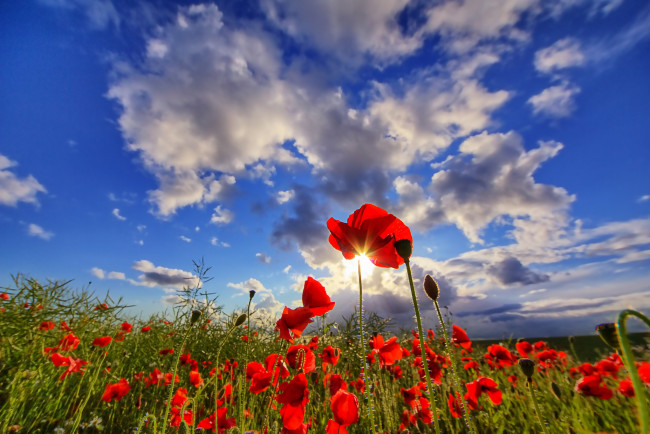 Обои картинки фото цветы, маки, небо