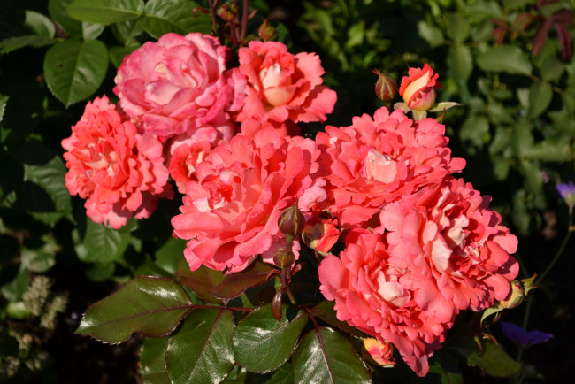 Обои картинки фото цветы, розы, куст