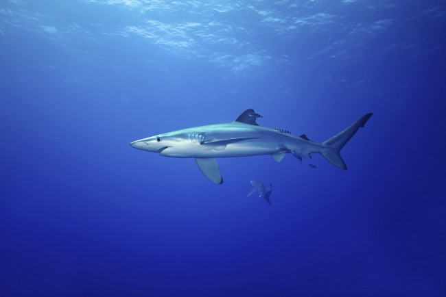 Обои картинки фото животные, акулы, океан, акула
