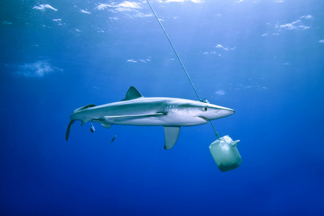 Обои картинки фото животные, акулы, океан, акула