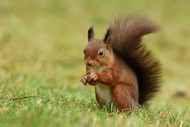 Обои картинки фото животные, белки, зверек