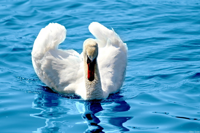 Обои картинки фото животные, лебеди, белый, шипун