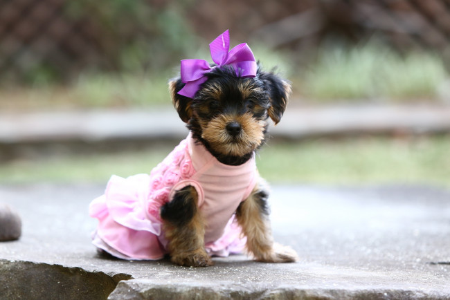 Обои картинки фото животные, собаки, девочка