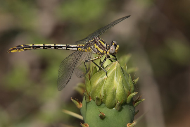 Обои картинки фото животные, стрекозы, стрекоза