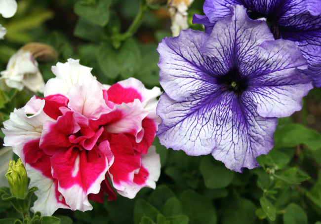 Обои картинки фото цветы, петунии,  калибрахоа, макро