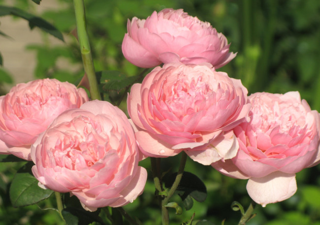 Обои картинки фото цветы, розы, розовый