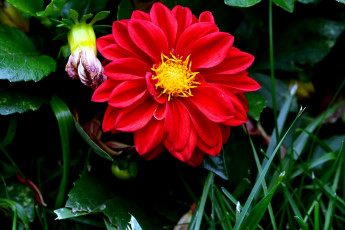 Картинка цветы георгины красный